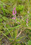 Spiranthes australis. Цветущие растения. Приморье, ЗАТО Фокино, о-в Путятина, приморский луг. 15.08.2015.