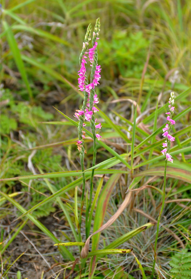 Image of Spiranthes australis specimen.