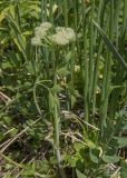 семейство Apiaceae