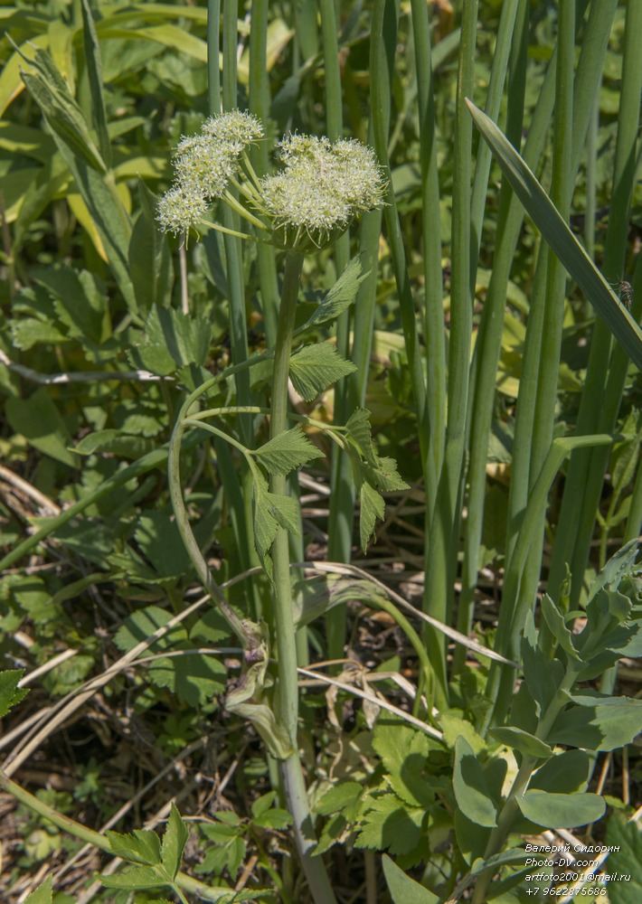 Изображение особи семейство Apiaceae.