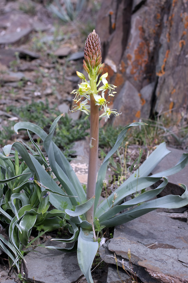 Image of Eremurus lactiflorus specimen.