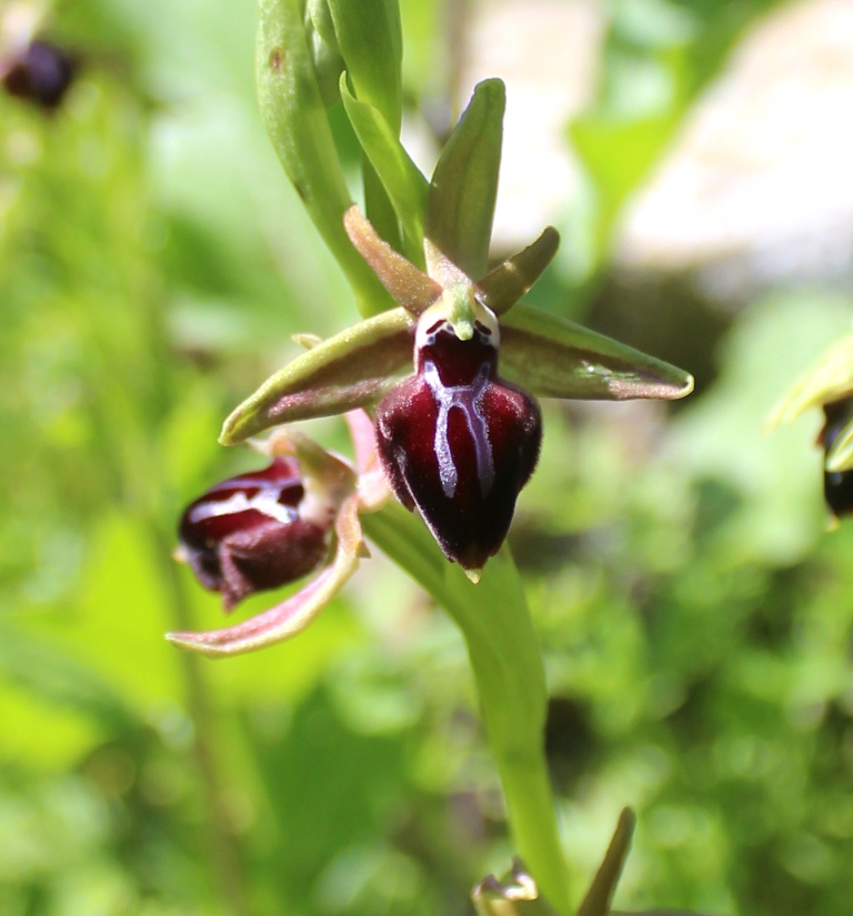 Image of Ophrys mammosa specimen.