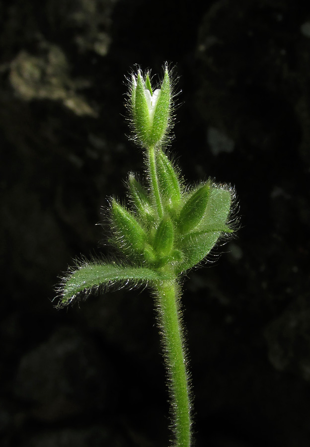 Изображение особи Cerastium brachypetalum ssp. tauricum.