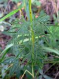 Kadenia dubia