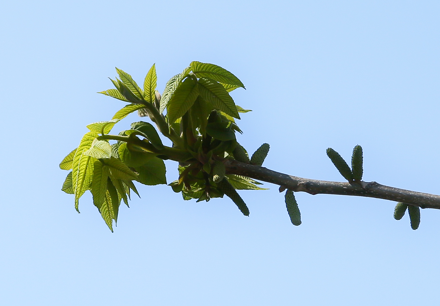 Изображение особи Juglans mandshurica.