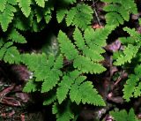 Gymnocarpium dryopteris. Вайя. Московская обл., Раменский р-н, окр. ж.-д. платформы Хрипань, смешанный лес у ЛЭП. 18.05.2016.
