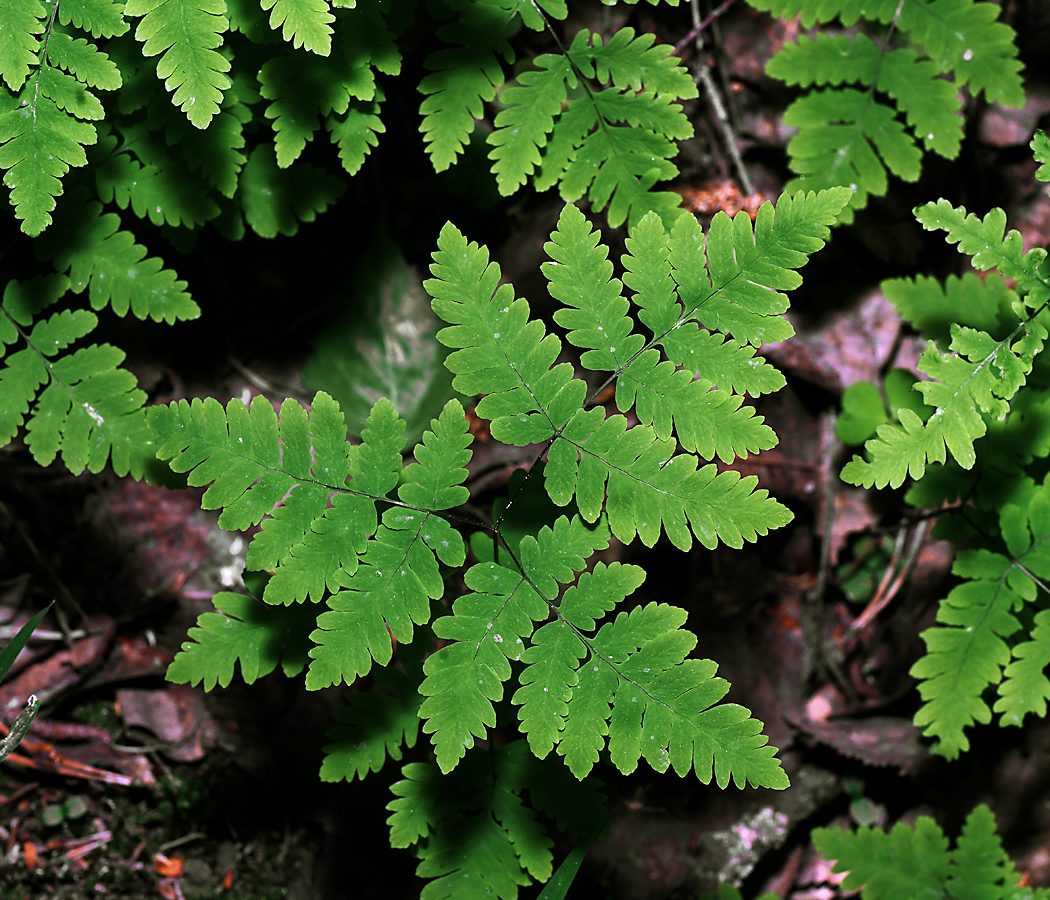 Изображение особи Gymnocarpium dryopteris.