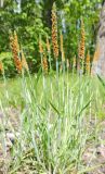 Alopecurus aequalis