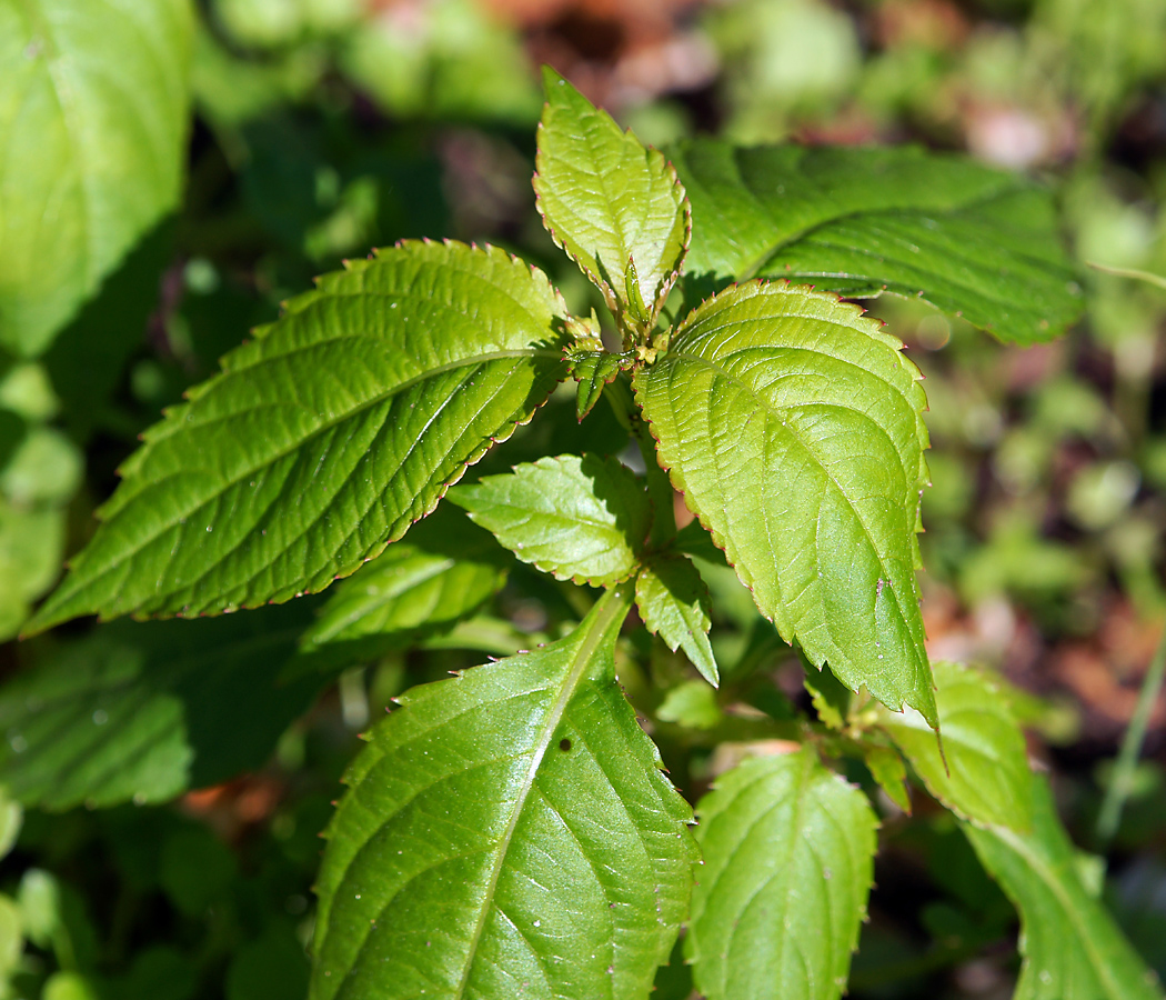 Image of Impatiens parviflora specimen.