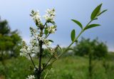 Ligustrum vulgare