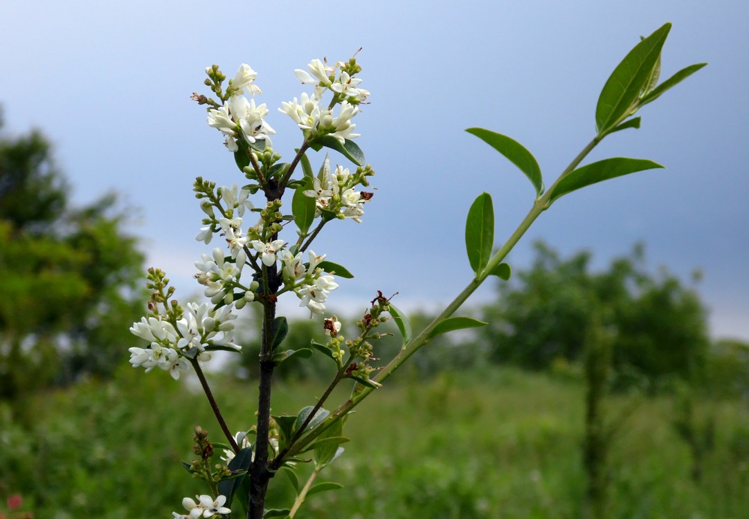 Image of Ligustrum vulgare specimen.