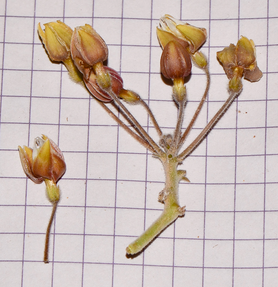 Image of Pergularia tomentosa specimen.