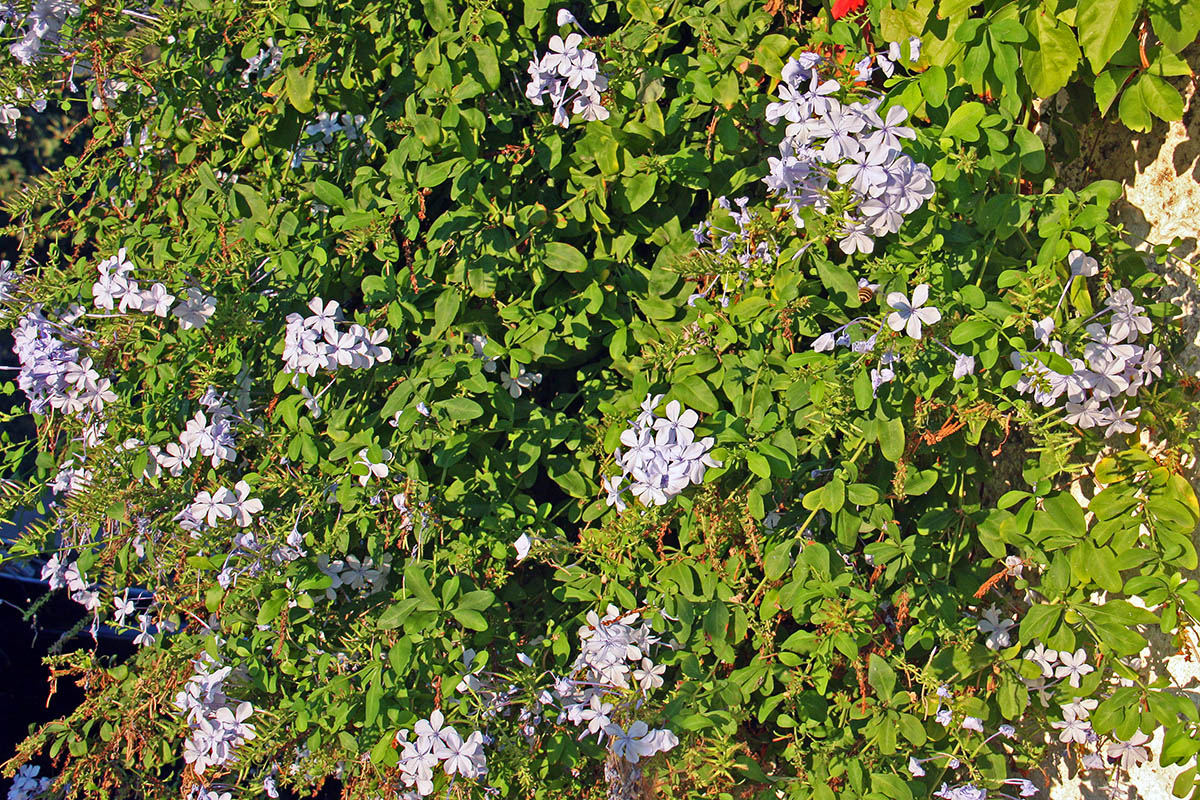 Изображение особи Plumbago auriculata.