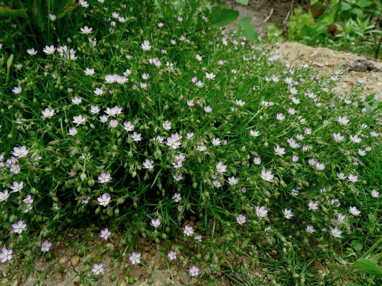 Image of genus Spergularia specimen.