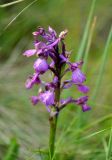 Anacamptis morio ssp. caucasica