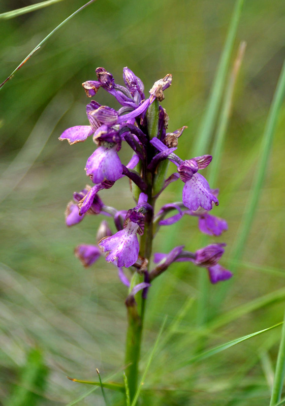 Изображение особи Anacamptis morio ssp. caucasica.