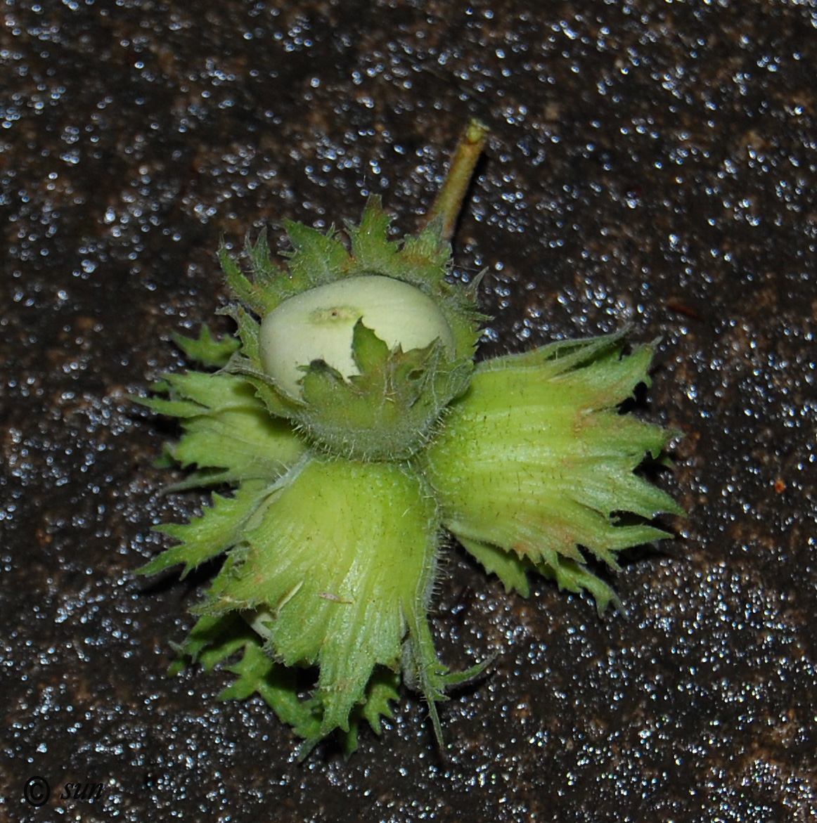 Image of Corylus avellana specimen.