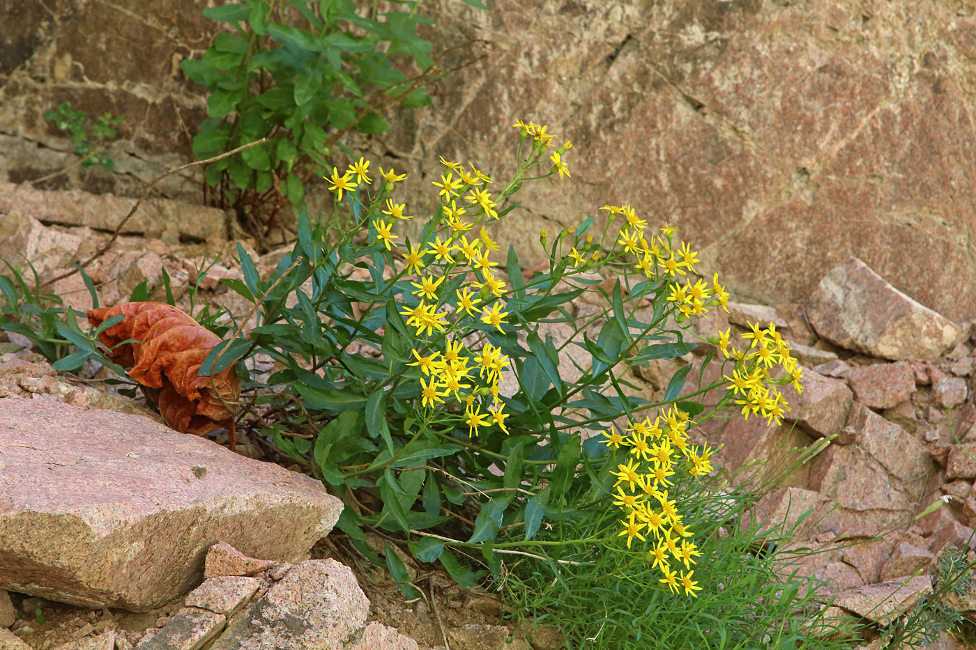 Image of Senecio racemulifer specimen.