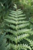 Dryopteris carthusiana