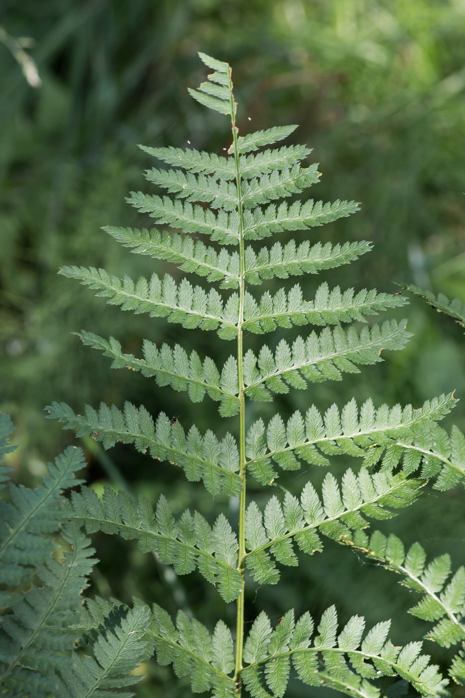 Изображение особи Dryopteris carthusiana.