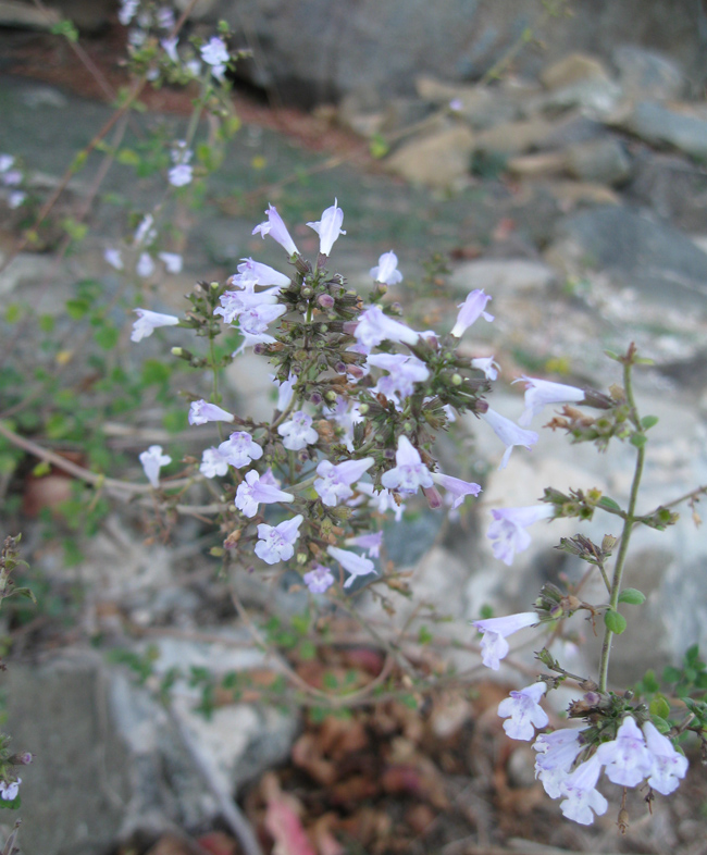 Image of Clinopodium spruneri specimen.