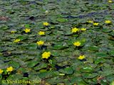 Nymphoides peltata. Часть популяции с хорошо цветущими растениями. Черниговская обл., Новгород-Северский р-н, левый берег Десны. 27 июня 2016 г.