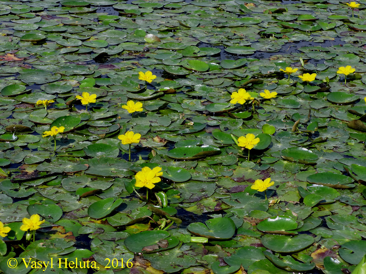 Image of Nymphoides peltata specimen.