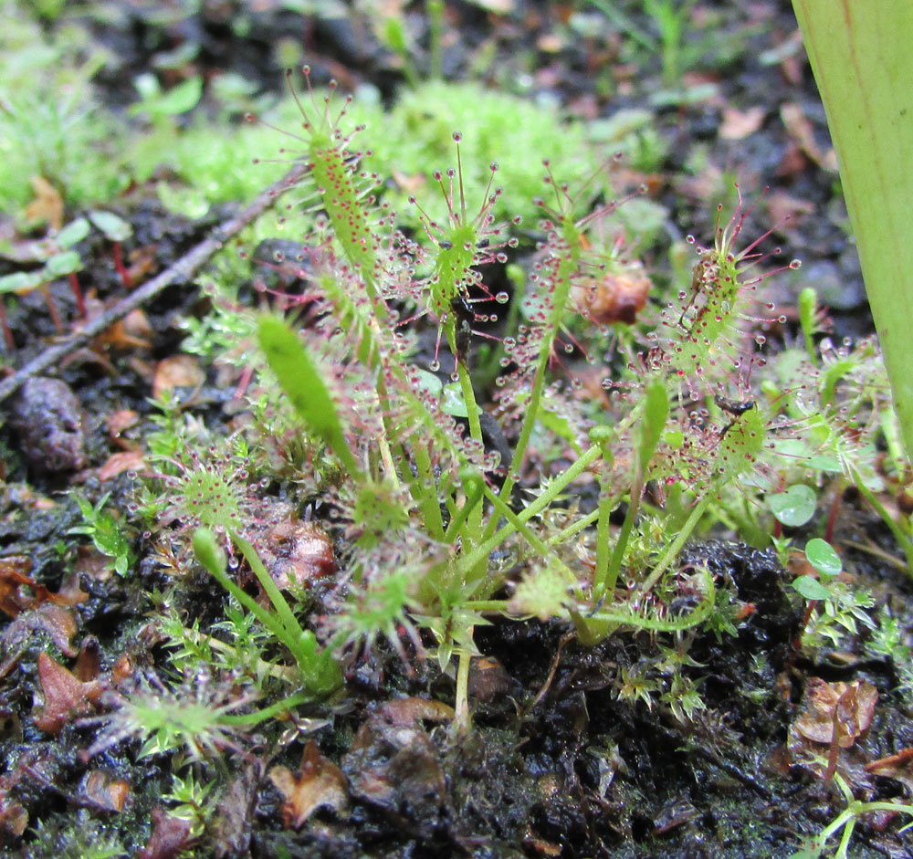 Изображение особи Drosera linearis.