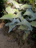Kalanchoe beharensis. Вегетирующее растение. Монако, террасный парк у казино Монте-Карло. 09.07.2016.