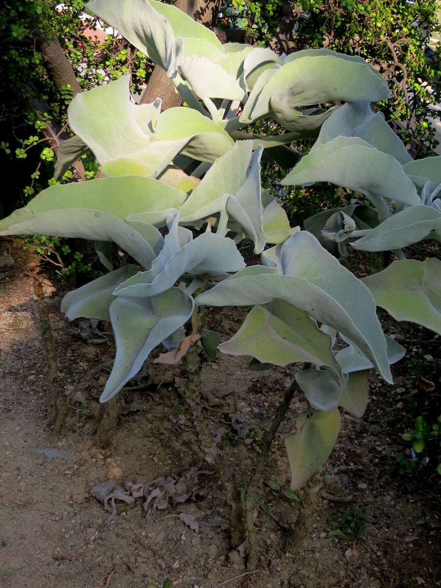 Изображение особи Kalanchoe beharensis.