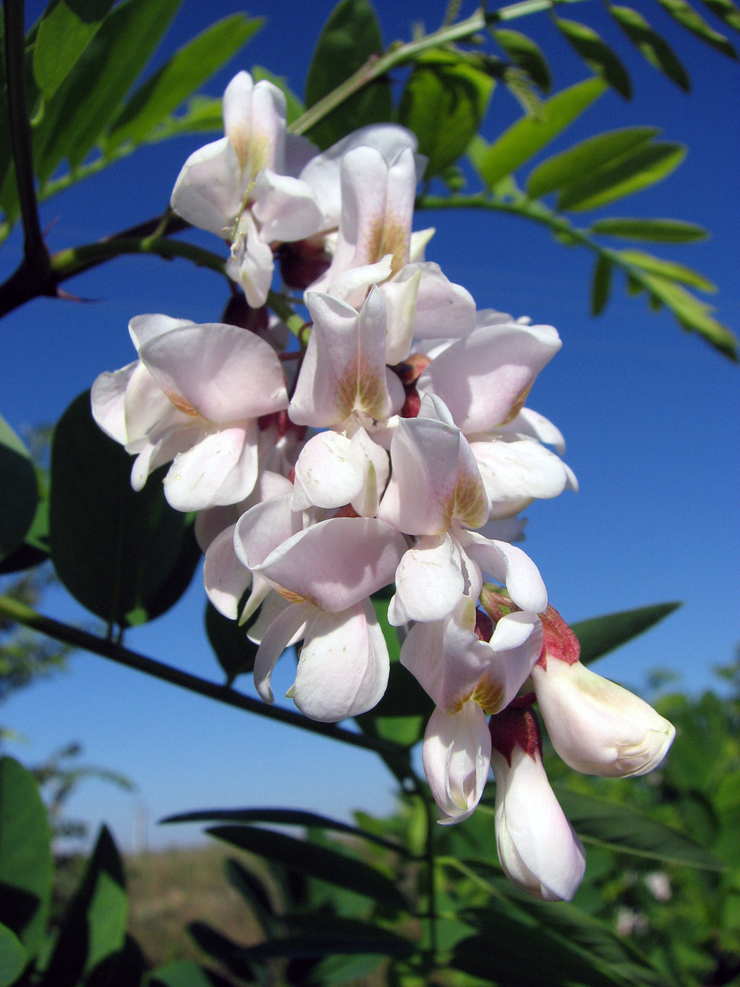 Image of genus Robinia specimen.