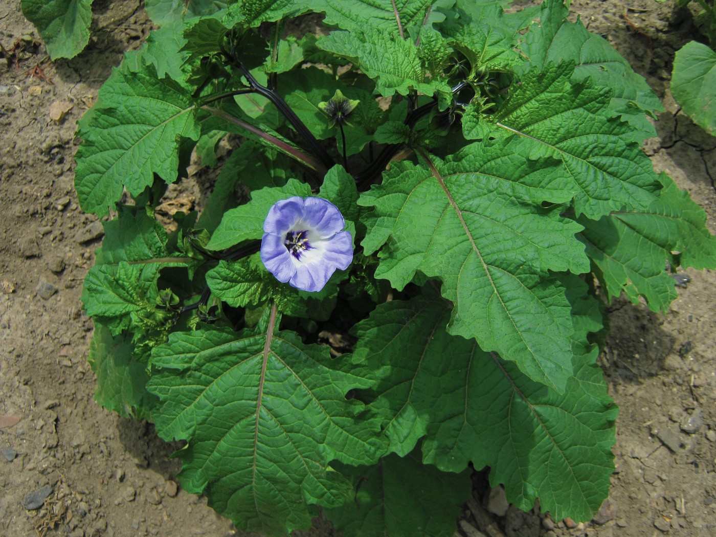 Image of Nicandra physalodes specimen.