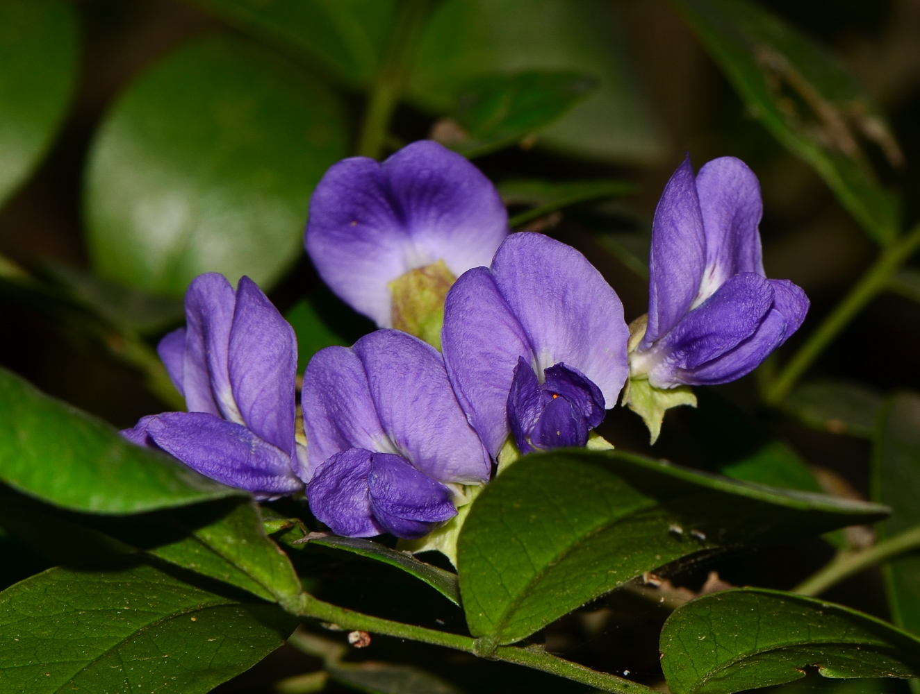 Изображение особи Sophora secundiflora.