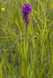 Dactylorhiza incarnata