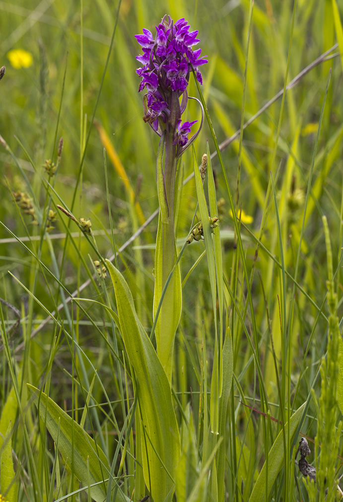 Изображение особи Dactylorhiza incarnata.