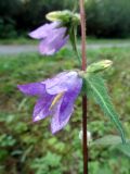 Campanula trachelium. Часть побега с цветками и бутонами. Литва. г. Каунас, берег р. Неман. 05.09.2016.