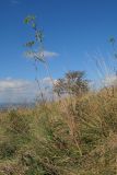 Peucedanum tauricum. Плодоносящее растение. Краснодарский край, Крымский р-н, окр. хут. Гапоновского, гора Сагачёва (523), ≈ 520 м н.у.м., разнотравно-злаковый луг с кустарниками и одиночными деревьями. 01.10.2016.