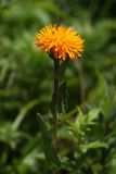 Trommsdorffia ciliata