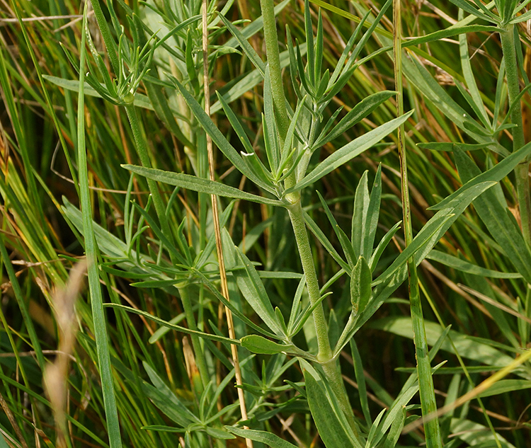 Image of Silene sibirica specimen.