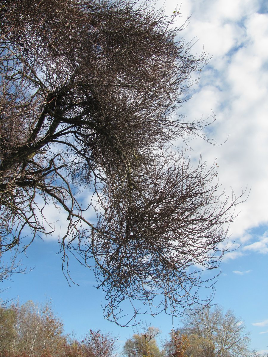 Изображение особи Prunus cerasifera.