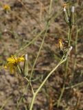 Image of taxon representative. Author is Тамара Риб