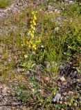 Linaria genistifolia. Цветущее растение. Кабардино-Балкария, Эльбрусский р-н, подножие пика Терскол, ≈ 2100 м н.у.м., каменистый склон. 13.07.2016.