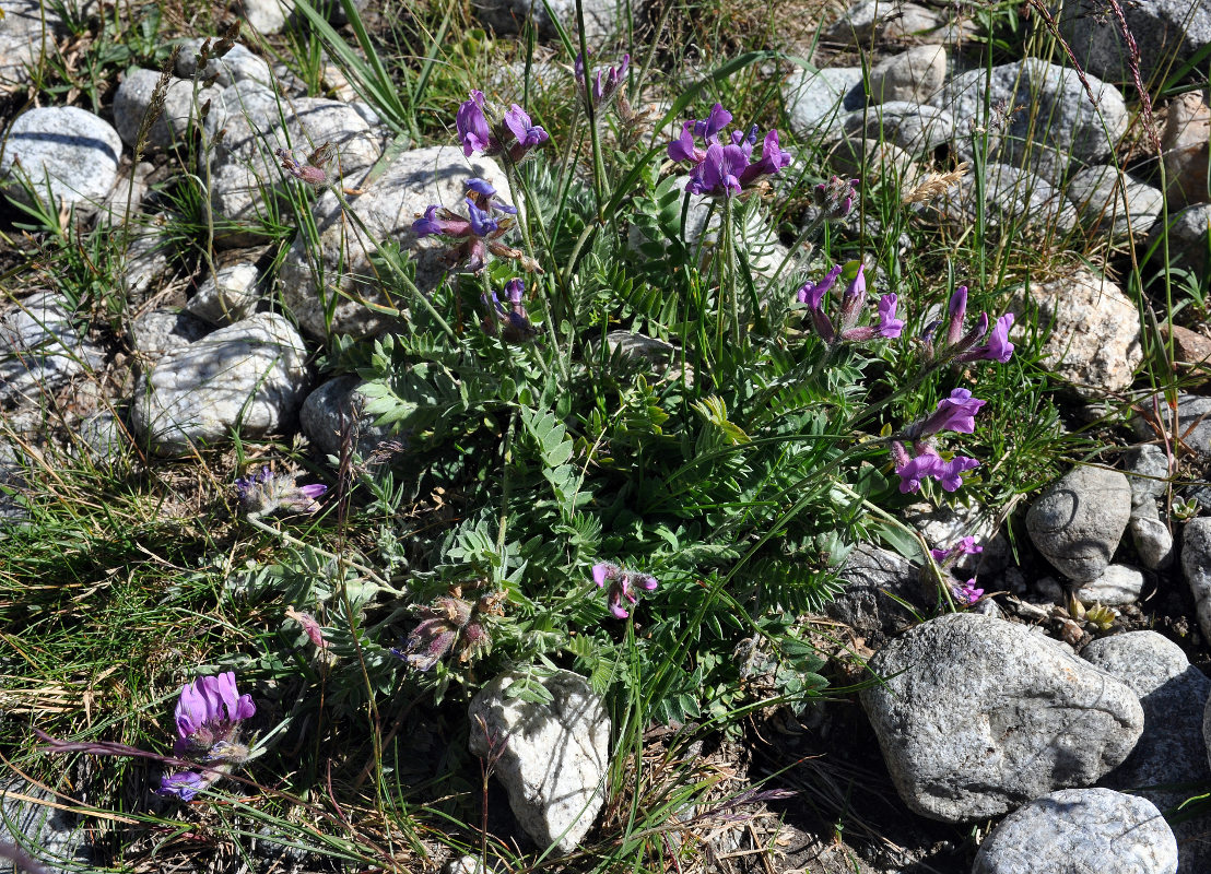 Изображение особи Oxytropis lazica.