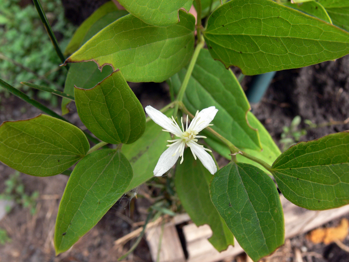 Image of Clematis mandshurica specimen.