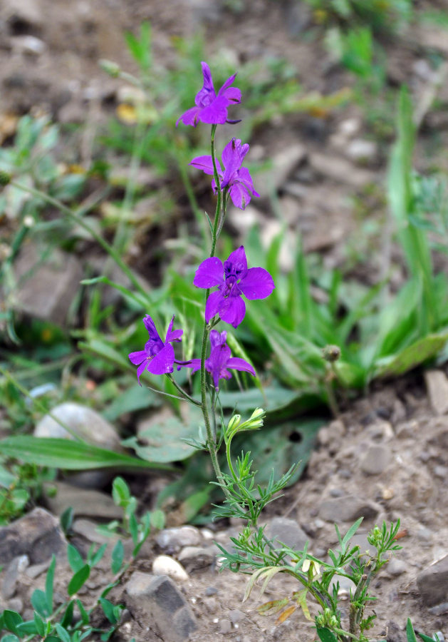 Image of Delphinium hispanicum specimen.