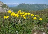 Anthemis marschalliana ssp. pectinata