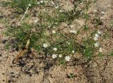 Spergula arvensis