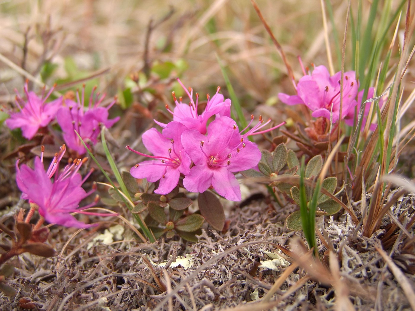 Изображение особи Rhododendron lapponicum.