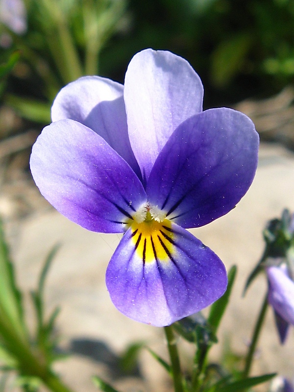 Изображение особи Viola tricolor.