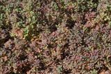 Vaccinium uliginosum. Растения с листьями в осенней окраске. Ленинградская обл., Всеволожский р-н, окр. пос. Куйвози, зарастающее осушенное болото. 12.09.2015.